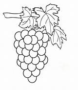 Coloring Grapes Weintrauben Clipart Grapevine Template Clipartstation sketch template