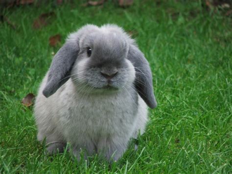 breeds rabbit mini lop rabbit