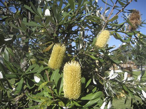 glorious banksias perfectly sized   garden australian plants