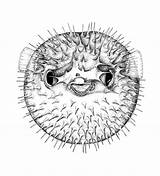 Fish Drawing Realistic Puffer Illustration Pufferfish Sketch Drawings Tattoo Google Stippling Pencil Draw Search Etsy Painting Scientific Mat Jet Board sketch template