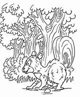 Bosque Bosco Colorir Skunk Wald Imprimir Ausmalbilder Floresta Florestas Mofeta Bosques Ausmalbild Outros sketch template