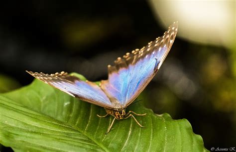 blauer morphofalter auf blatt foto bild tiere wildlife