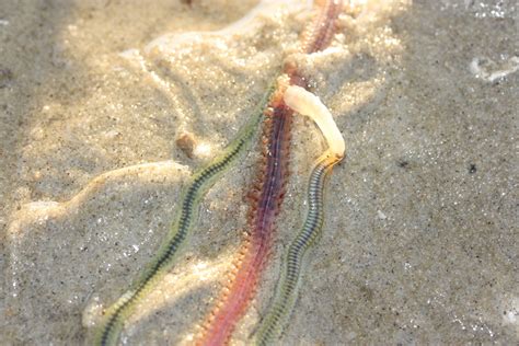 green paddle worm phyllodoce novaehollandia   polychaete worm  lives  sandflats