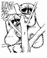 Raccoon Coloring Pages Zoo Animal Drawings Print Racoon Drawing Printable Animals Sheets Raccoons Kids Adult Grows Fern Red Where Color sketch template