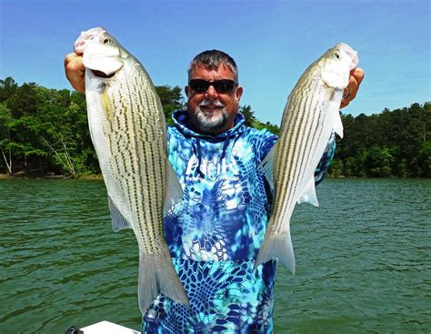 Hybrid Striped Bass Fight Hard But Taste Delicious Sporting Classics