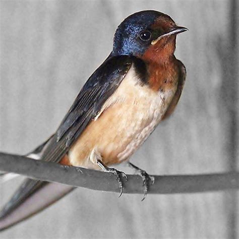 Barn Swallow Zwaluwen