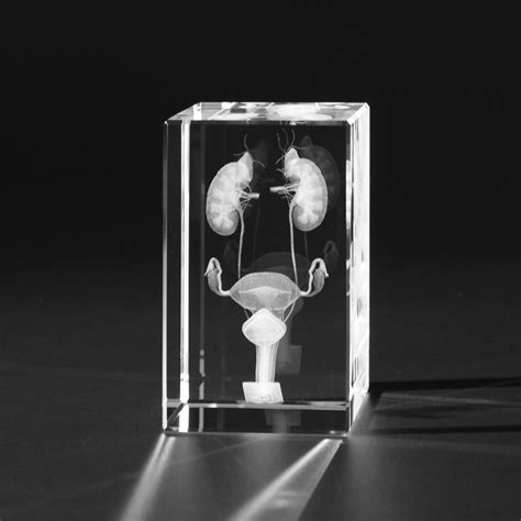 anatomie unterleib frau dreidimensional  kristallglas gelasert