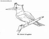 Kingfisher Belted sketch template