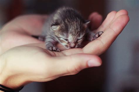 purrfect   tiny kittens  fit   palm px