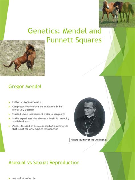 Genetics Mendel And Punnett Square Powerpoint Pdf