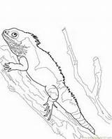 Coloring Pages Tuatara Lizard Printable Water Color Kids Reptile sketch template