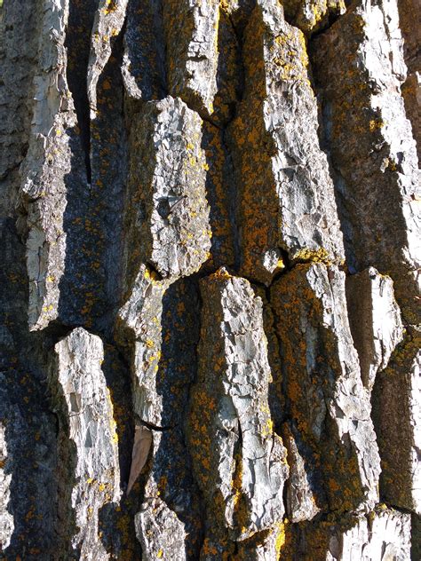 tree bark  orange lichen picture  photograph  public