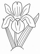 Iris Ausmalbilder Schwertlilie sketch template