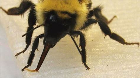 Dipping Tongues Allow Bees To Drink The Sweetest Nectar Bbc News