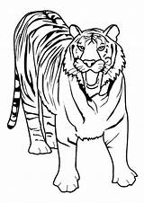 Coloring Tiger Barking sketch template