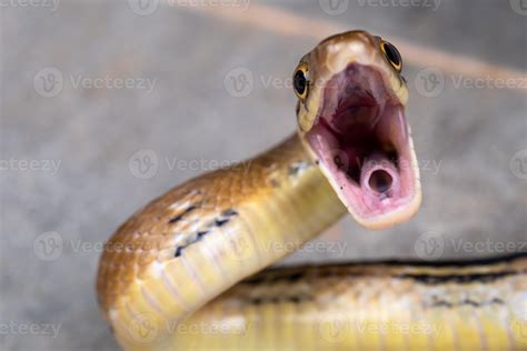 close  yellow snake  open mouth  ready  fighting