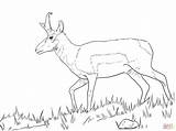 Coloring Pronghorn Pages Springbok Male Printable Drawing Animals Main Designlooter Nature Supercoloring Skip 8kb 348px sketch template