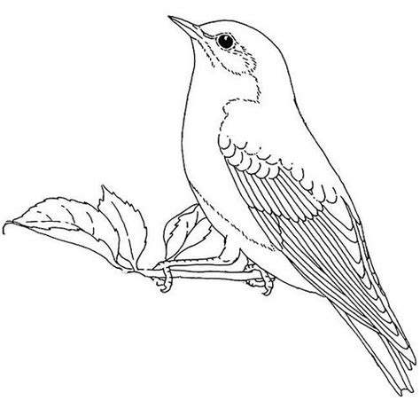 coloring pages blue bird bird coloring pages bird illustration
