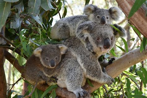 preserving australias wildlife    koalas   australias