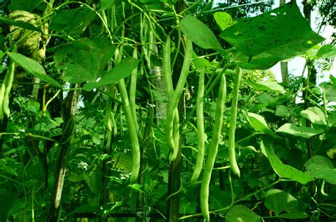 grow beans  complete guide az animals