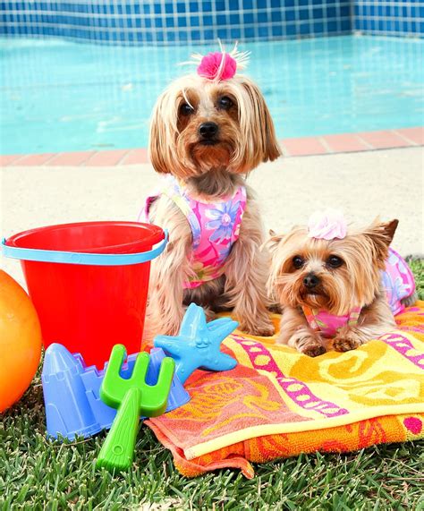 dogs    enjoyed summer
