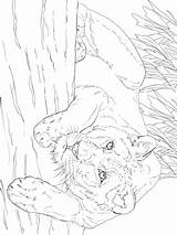 Lioness Lying Categories Coloring sketch template