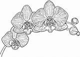 Orchid Orchids sketch template