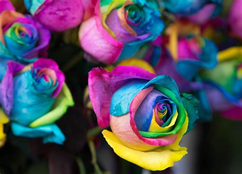create rainbow roses