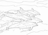 Coloring Dolphin Bottlenose Dolphins Pages School Colouring Printable Drawing Escaping Together Cute Getdrawings Supercoloring Categories Mammals sketch template