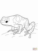 Frog Poison Dart Rana Banded Dardo Frogs Venenosa Supercoloring Bandas Amarillas Siluetas Imprimir sketch template