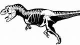 Skeleton Coloring Fossil Dinosaur Tyrannosaurus Bones Fossils Skeletons Bubakids sketch template