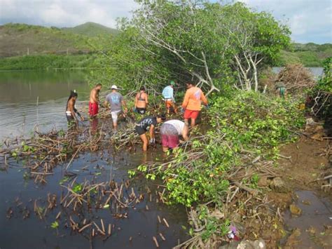 mangrove removaljpg paepae  heeia