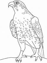 Faucon Falco Falcons Colorear Colorat Pasari P34 Uccelli Aquila Planse Aquile Halcones Animali Hawk Lombardi Crecerelle Primiiani Halcón Coloringtop Stampare sketch template