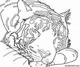 Tiger Coloring Sleeping Pages Sumatran Sketch Cats Wild Designlooter Powerful Drawings Attribution Licensed Generic License Commons Creative Under Work 480px sketch template