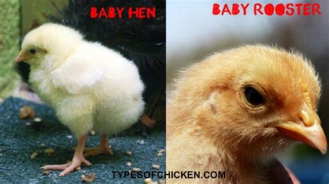 5 visible gender differences on your chicks in 2020 sexing chickens