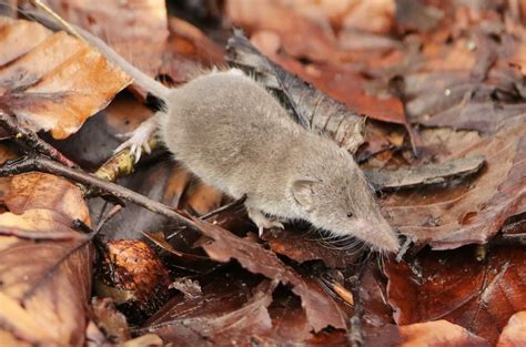 murfs wildlife greater white toothed shrew