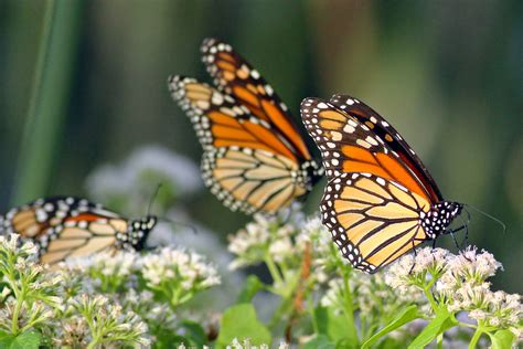 dallas trinity trails migrating monarchs  big spring