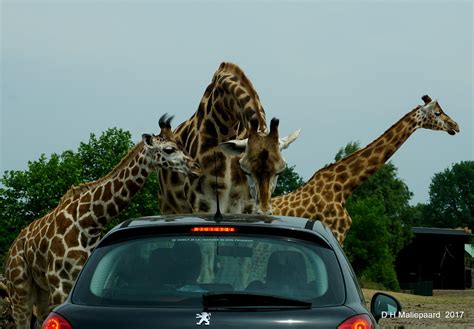 carwash safaripark beekse bergen autosafari dit flickr