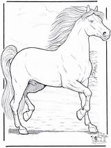 Horse Coloring Pages Horses Google Funnycoloring Result Coloringpages Drawings Drawing Patterns Wild Sheets Kids Books Adult Bing Animal Leather Pencil sketch template