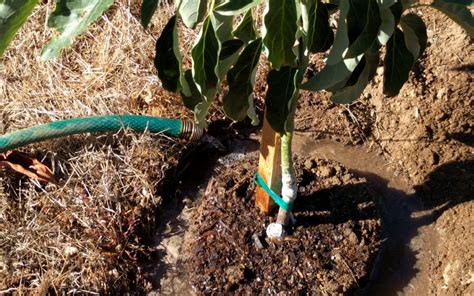 How To Water A Newly Planted Avocado Tree Greg Alders Yard Posts