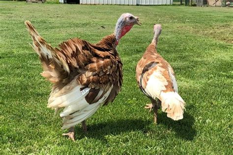 how do you determine the gender of your turkeys meyer hatchery