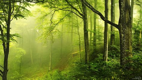 nature landscape trees wood forest leaves branch moss green mist signatures wallpapers
