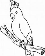 Coloring Parrot Pages Cockatoo Printable Print Popular Everfreecoloring sketch template