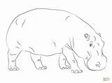 Hippo Coloring Hippopotamus Pages Printable Cute Drawing Getdrawings Kids Color Baby Cartoon Animals Animal Outline Hippos Step Print Supercoloring Hippopotamuses sketch template