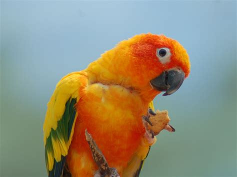 zoo sun parakeet
