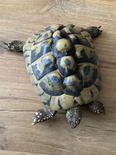 What Sex Are My Tortoises R Tortoise
