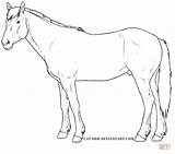Horse Coloring Pages Horses Quarter Draft Drawing Printable Morgan Color Print Getcolorings Mustang Colouring Drawings Outline sketch template