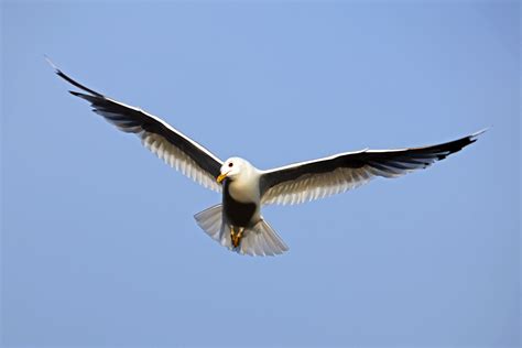 filebird  flight wings spreadjpg wikimedia commons