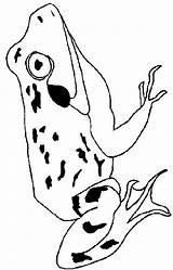 Kikkers Kleurplaten Frosche Frogs Kikker Stemmen sketch template