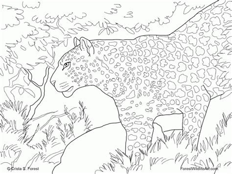 wild kratts coloring pages  print   wild kratts